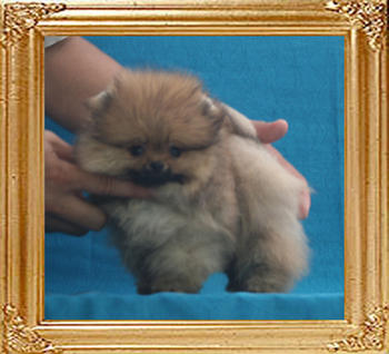 Canton_Commando_1.21lbs_2mo_3wk_3703.jpg