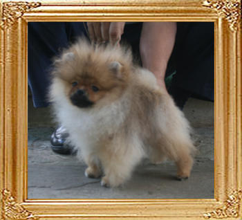 Canton_Commando_2.8lbs_5mo_4850.jpg
