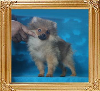 Canton_Copper_Cargo_3mo_3wk_2.8lbs_P6-6_9114.jpg