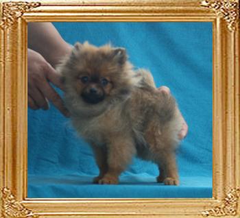 Canton_Copper_Cooper_2.8lbs_at_4mo_3wk_P6-6__5851.jpg