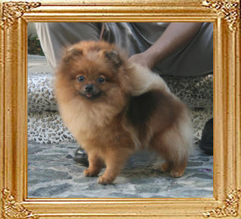 Canton_Copper_Copper_2yr_3mo_44lbs_1134.jpg