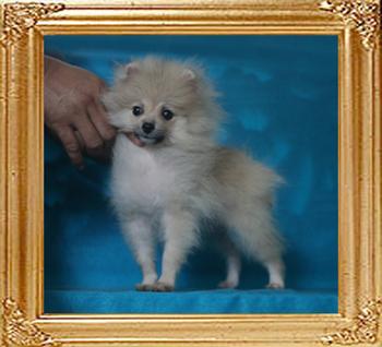 Canton_Cream_Submarine_3mo_2wk_2.7lbs_P6-6_9074.jpg