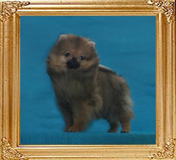 2lbs at 3months Canton_Crissy_Cristaser_2lbs_3mo_49525.jpg