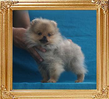 Canton_Cross_My_Heart__2.2lbs_3mo_3wk_P6-6_6553.jpg