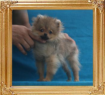 Canton_Crossfire_2.09lbs_3mo_3wk_P6-4_6539.jpg