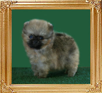 Canton_Curious_Belle_F_1mo_01-12-11.jpg