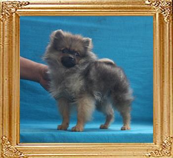 Canton_Dahar_Dancer_2.75lbs_at_3mo_7101.jpg