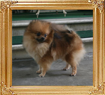 Canton_Dahar_Dancer_4.07lbs_2yr_1mo_6457.jpg