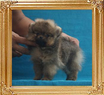 Canton_Dakota_Heiress_1.21lbs_2mo_7388.jpg