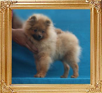 Canton_Dakota_Thunder_5mo_1wk_P6-6_7637_.jpg