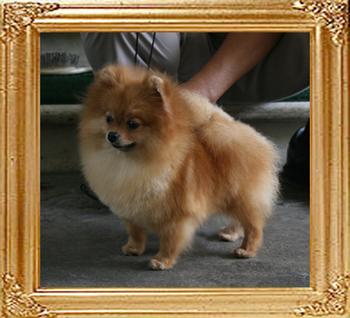 4 lbs Canton_Damara_1.55lbs_2yr_4mo_9570.jpg