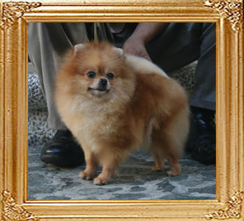 Canton_Dame_Delight_2yr_6mo_55lbs_8359.jpg