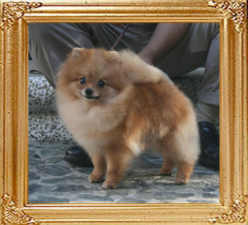 Canton_Dancing_Lady_2_2yr_4.29lbs_4157.jpg