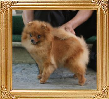 Canton_Dancing_Lady_I_3yr_3mo_2.0lbs_5862.jpg