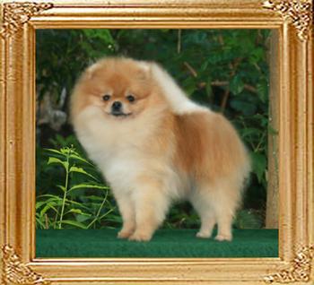 Canton_Dangerous_Liason_I_1yr_4.5lbs_23cm_47060.jpg