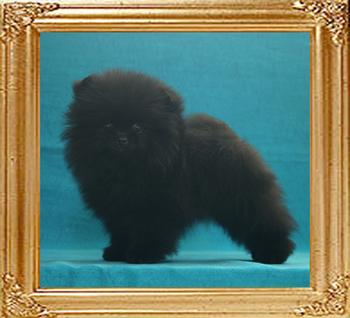 Canton_Dark_Duke_2mo_2wk_at_1.6lbs_P6-6__7807.jpg