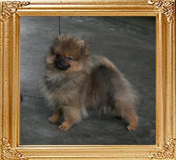2.75lbs at 3months 3weeks Canton_Dazzling_Flame_3mon_3wk_2.75lbs_1873.jpg
