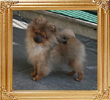 Canton_Dazzling_Flame_5mo_1wk_3.3lbs_6307.jpg