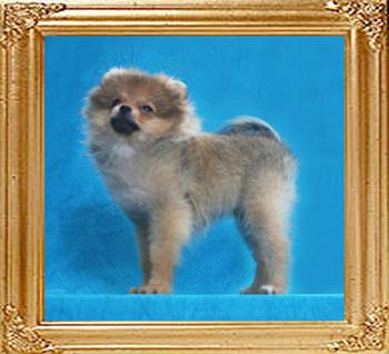 Canton_Dowager_Empress_2.8lbs_3mo_2wk_47013.jpg