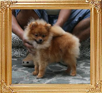 Canton_Dream_Barbie_4lbs_at_7mo_2wk_20cm_49177.jpg