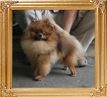 Canton_Dream_Diane_1yr_2mo_4.2lbs_6755.jpg