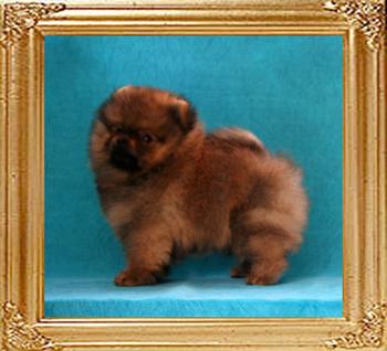 Canton_Dream_Keeper_2mos_1wk_1.6lbs_framed.jpg