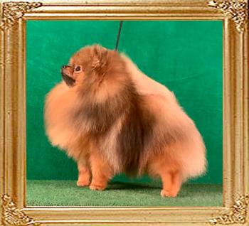 Canton_Dream_Royal_10mos.jpg