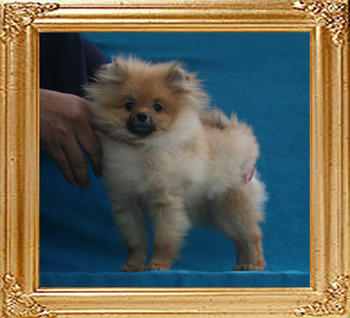 Canton_Dream_Splendor_P6-6_2.42lbs_5mo_2wk_1970.jpg