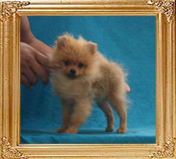 Canton_Dreaming_Leila_1.8lbs_at_5mo_1wk_P6-6_6219.jpg