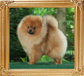 Canton_Dreams_N_Visions_9mo_4.5lbs_47014.jpg