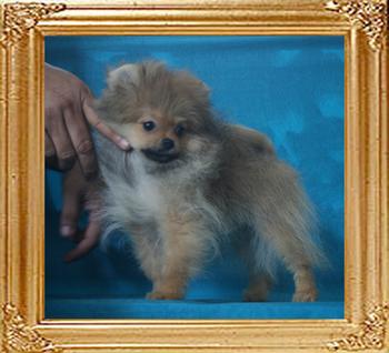 Canton_Duchess_Of_3mo_2wk_2.2lbs_P6-6_8530.jpg