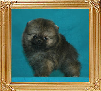 Canton_Enchanting_Angel_1mo_3wk_0.6lbs.jpg