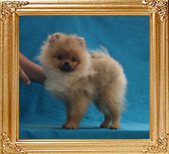 Canton_Fabuleux_Frond_2.2lbs_at_5mo_P6-5_6152.jpg
