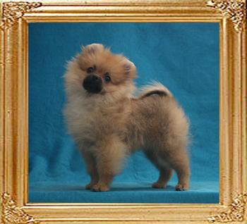 Canton_Fabulous_Francine_3mo_2wk_P_6-6_2.42lbs_5319.jpg