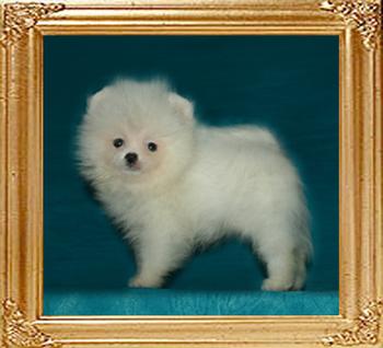 Canton_Fair_Dynasty_1.5lbs_1mo_3wk_49628.jpg