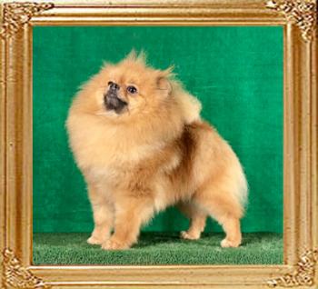 Canton_Fearless_Zsa_Zsa_1_yr_6_mos__0306.jpg