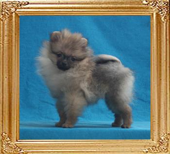 1.76lbs at 3months Canton_Flamboyant_Dream_3mo_P_6-6_1.76lbs_5205.jpg
