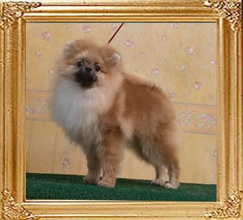 Canton_Fleur_De_Lis_6mos_1wk_4.8lbs_9933.jpg