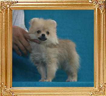 Canton_Fox_Dance_2.2lbs_P6-6_2mo_3wk_5804.jpg