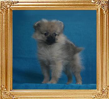 Canton_Foxy_Silver_.88lbs_2mo_2919.jpg