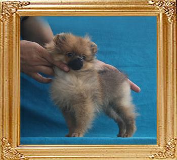 Canton_Freida_Brown_2.2lbs_3mo_3wk_P6-6_6616.jpg
