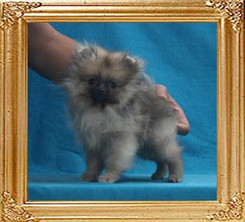 Canton_Freida_Laurie_1.7lbs_4mo_P_6-6_5508.jpg