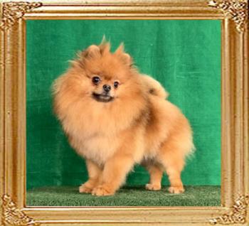 Canton_Furious_Honey_1_yr_10m_9992.jpg