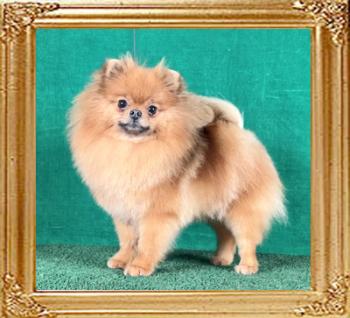 Canton_Furious_Honey_1_yr_10mos_8610.jpg