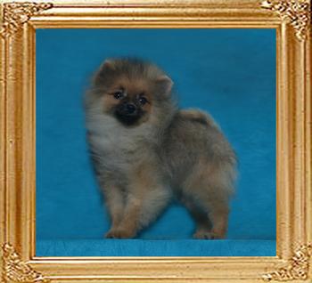 Canton_Gaiety_2.3lbs_4mo_3wk_49170.jpg