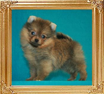 Canton_Galactic_Queen_1mo_3wk_1.1lbs_47277.jpg