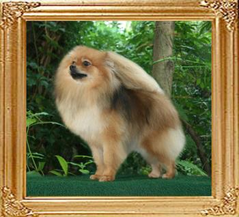 Canton_Gallant_Lady_B_1yr_8lbs_2_46112.jpg