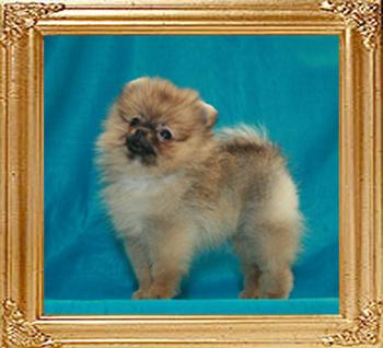 Canton_Gypsy_Charm_1.3lbs_2mo.jpg
