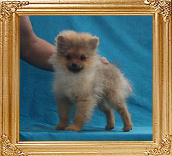 Canton_Hakuna_Choice_2.8lbs_at_4mo_3wk_P6-6_5888.jpg
