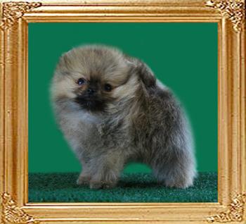 Canton_Halfway_to_Heaven_2mo_0.8_lbs.jpg